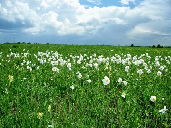 Луга Курской области