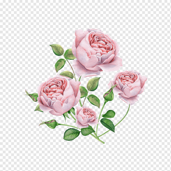 Пионовидная роза акварель