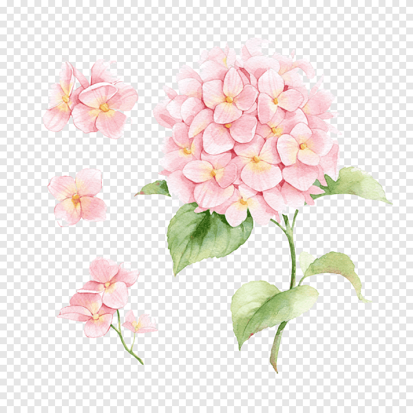 Гортензия метельчатая акварель