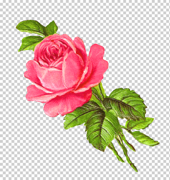 Роза иллюстрация