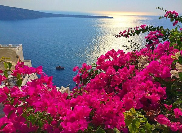 Греция бугенвиллия море