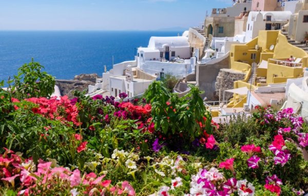 Санторини цветы Греция