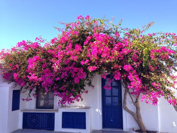 Санторини Греция бугенвиллия