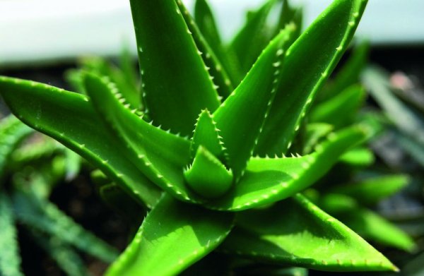 Aloe dhufarensis