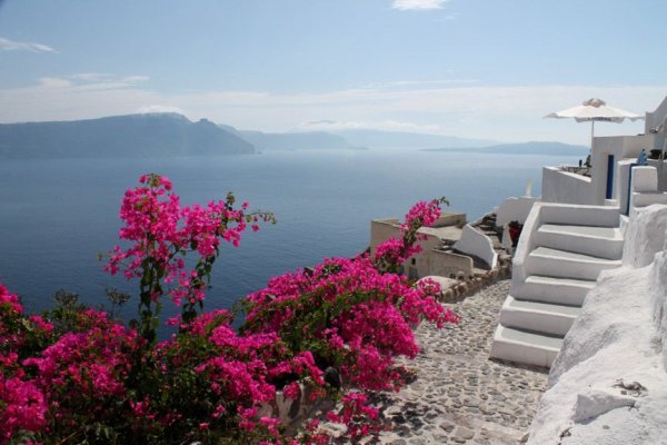 Санторини Греция бугенвиллия