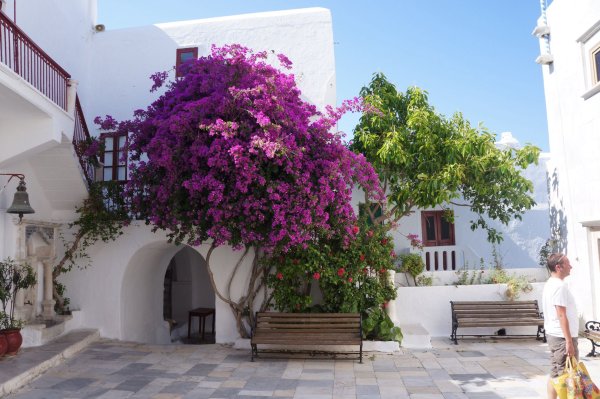 Бугенвиллия в Греции