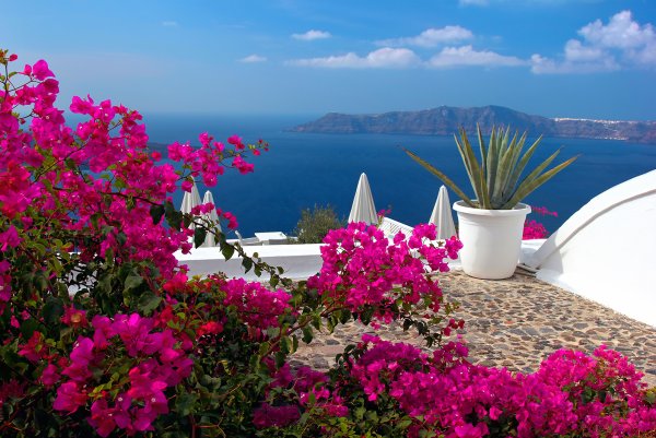 Бугенвиллия на Санторини