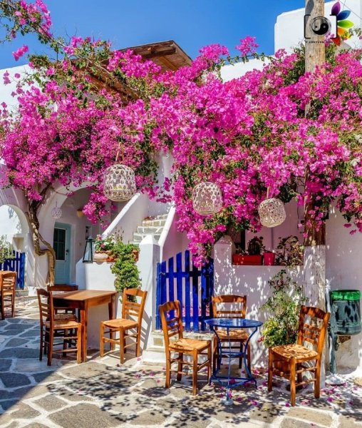 Греция цветы море Санторини