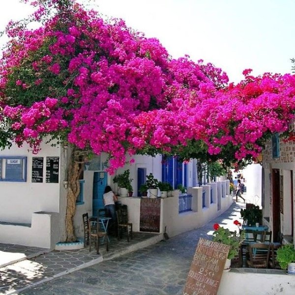 Санторини Греция бугенвиллия