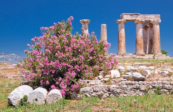 Греция бугенвиллия море