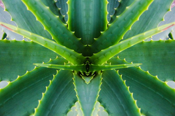 Суккулент алоэ Вера