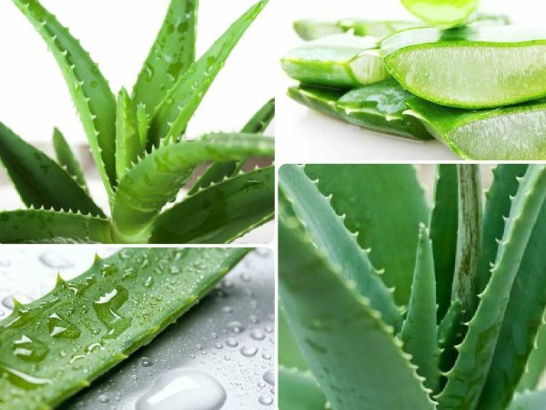 Алоэ Вера растение лечебные