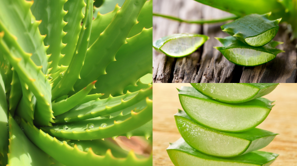 Алоэ Вера большой