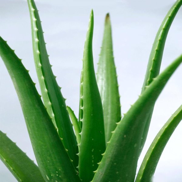 Алоэ Вера Aloe Vera