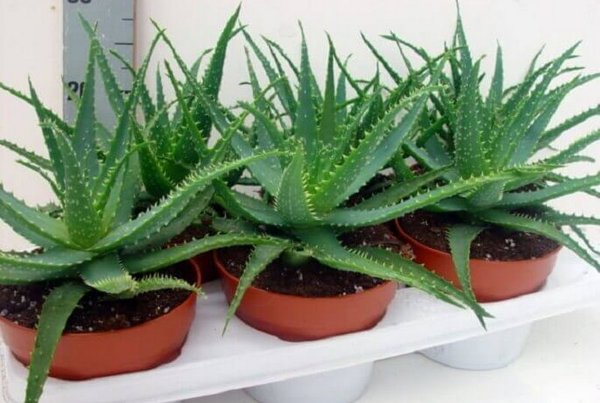 Алоэ древовидное столетник