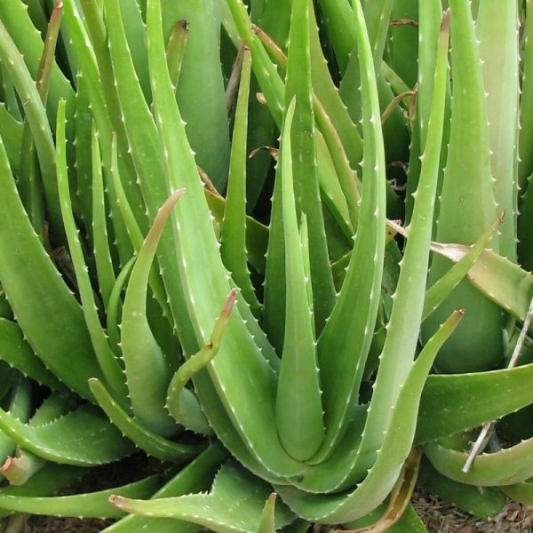 Алоэ барбаденсис