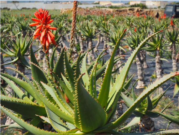 Алоэ древовидное (Aloe arborescens)