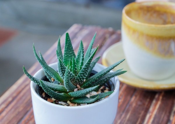 Алоэ Вера и столетник