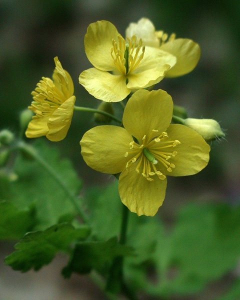 Чистотел бородавник