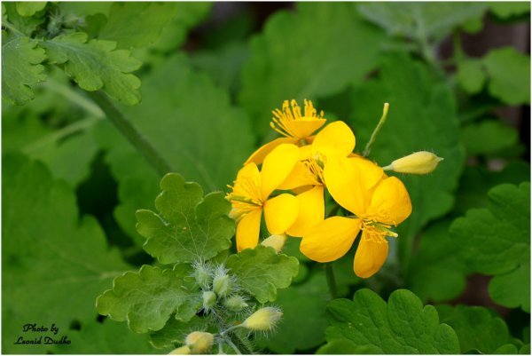 Чистотел Луговой