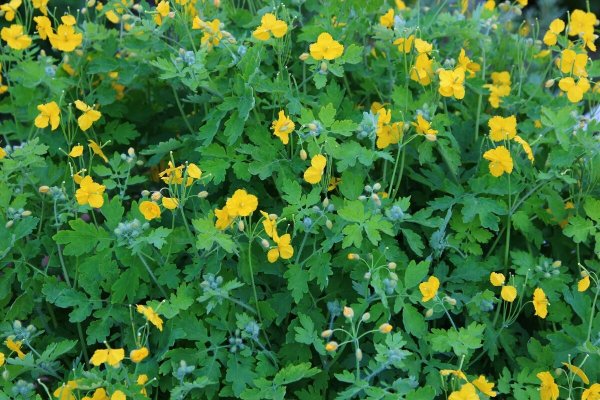 Чистотел большой