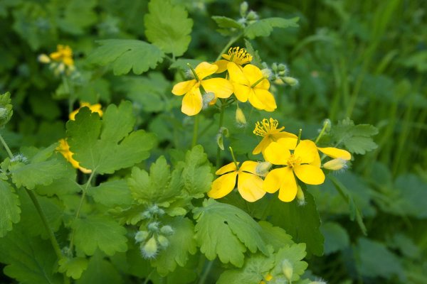 Чистотел растение