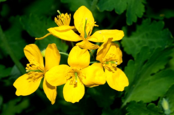 Чистотел большой ядовитое растение