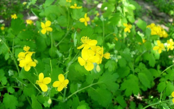 Chelidonium majus l.