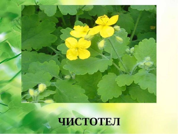 Чистотел Крымский