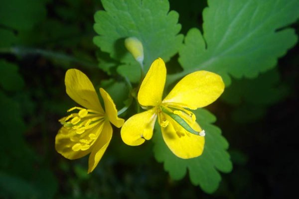 Лютик и чистотел