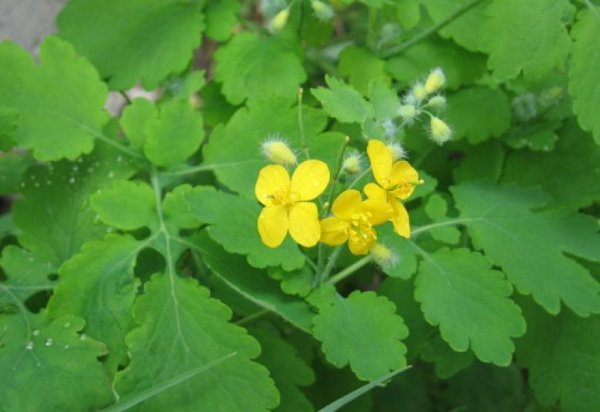 Чистотела трава ГФ