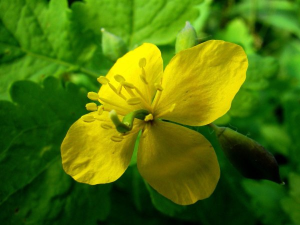 Чистотел Chelidonium majus