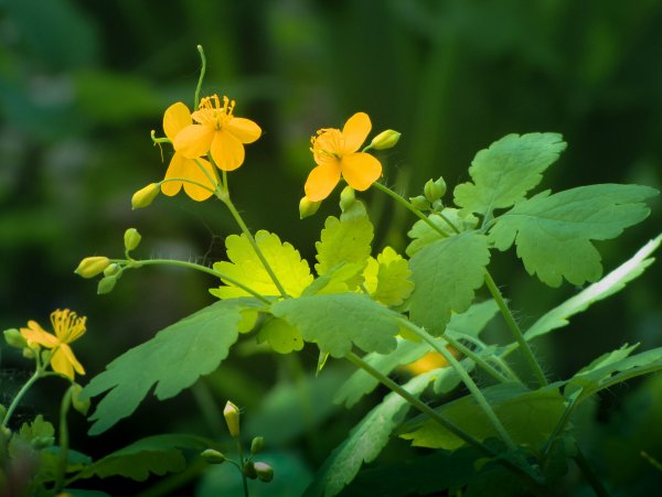 Чистотел растение