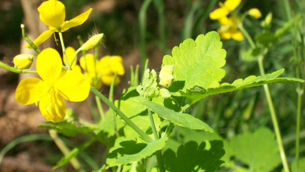 Чистотел Южного Урала