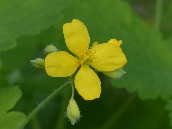 Chelidonium majus - Papaveraceae