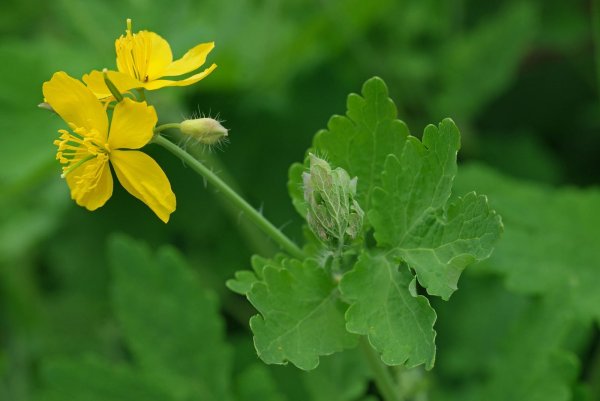 Chelidonium majus