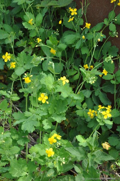 Чистотел сорняк