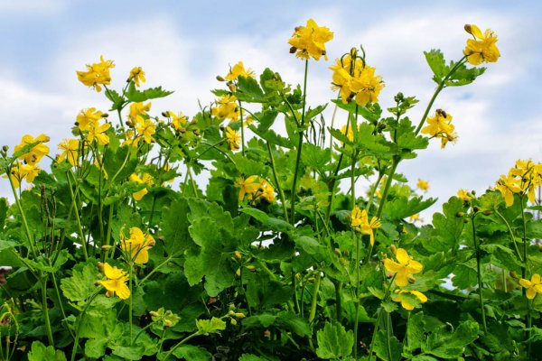 Чистотел трава