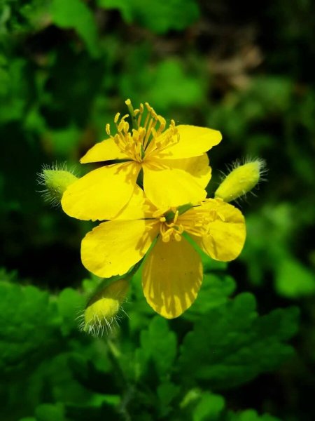 Chelidonium majus
