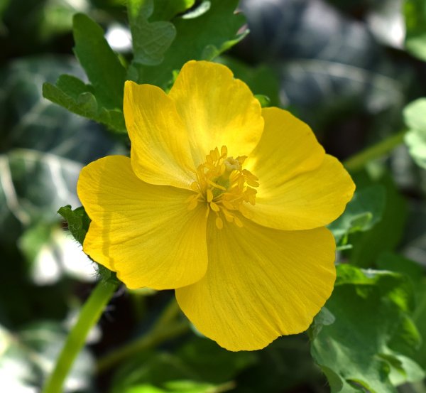 Цветущий чистотел