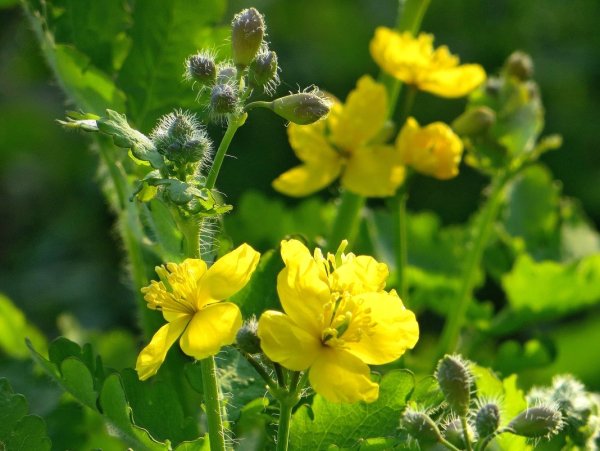 Чистотел трава