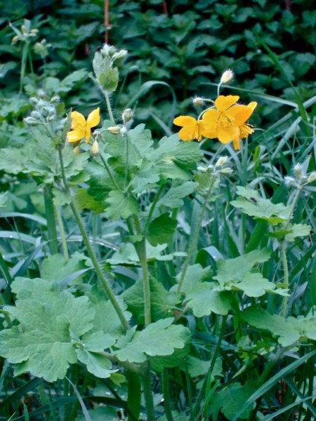 Чистотел ЛРС