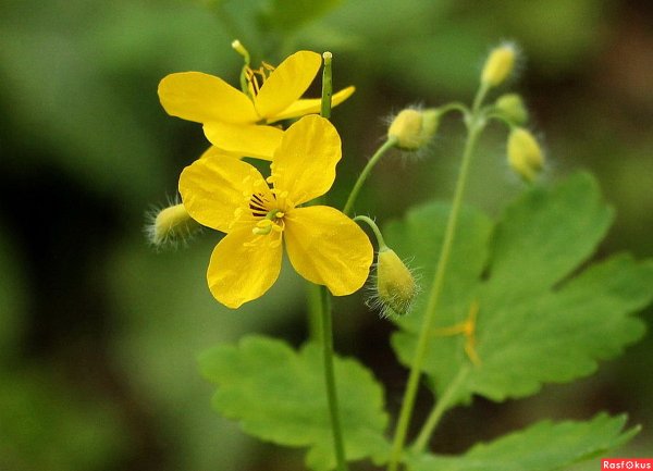 Chelidonium majus l.