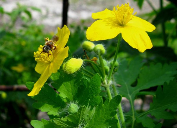 Чистотел Луговой