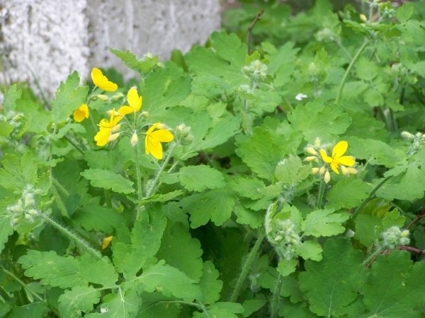 Чистотел растение