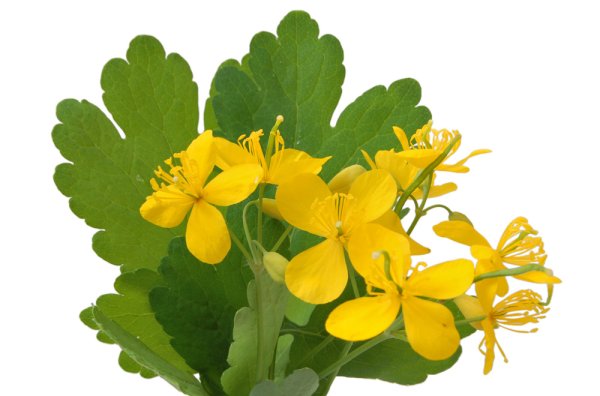 Чистотел и зверобой