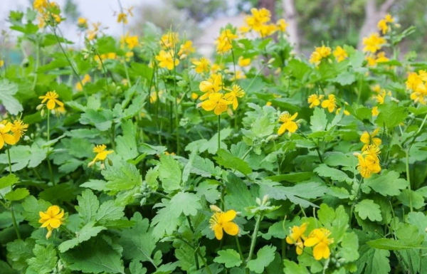 Чистотел большой Chelidonium majus