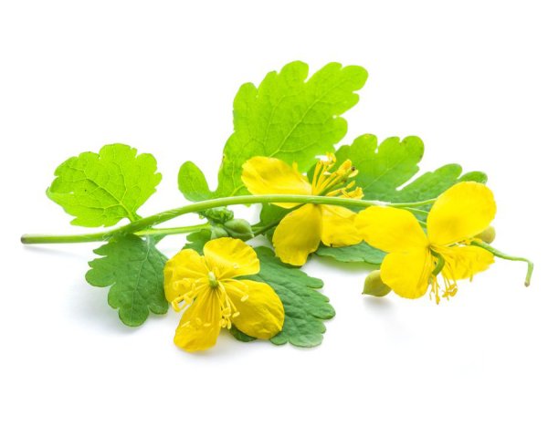 Чистотел большой черно белый