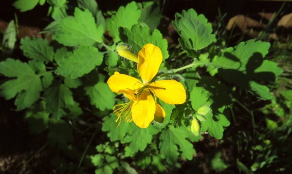Chelidonium majus - Papaveraceae