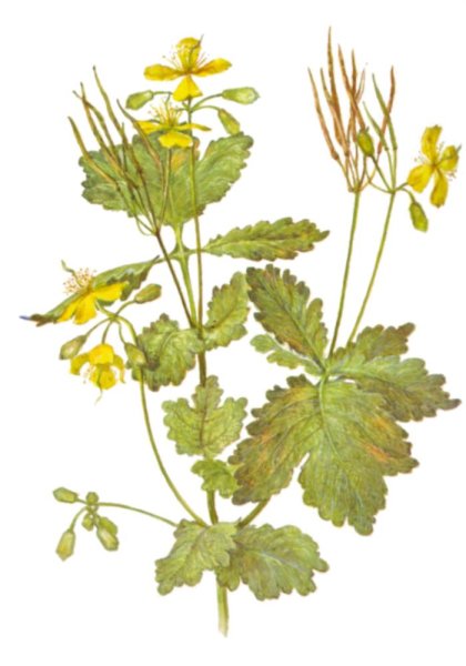 Chelidonium majus